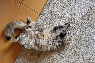 ленивая кошка