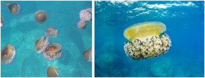 фото медуза Cotylorhiza tuberculata на море в Испании — CostaSpain.net фото медуза Cotylorhiza tuberculata на море в Испании