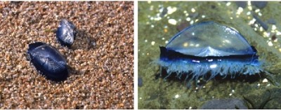 фото медузы Velella velella, Средиземное море Испания — CostaSpain.net фото медузы Velella velella, Средиземное море Испания