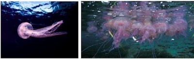 фото медузы Pelagia noctiluca, море Испании — CostaSpain.net фото медузы Pelagia noctiluca, море Испании