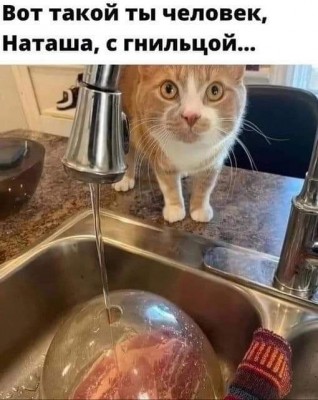 фото котика