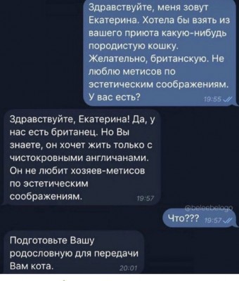 Переписка о желании взять британского кота из приюта