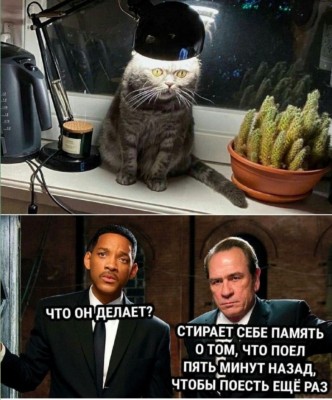 Кот с лампой на голове и кактусом рядом. Диалог о еде в Испании
