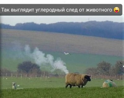 Овцы на пастбище, дым на фоне холмов