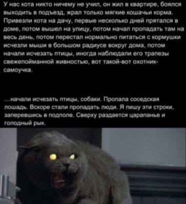 Чёрный кот с яркими глазами, выглядит угрожающе
