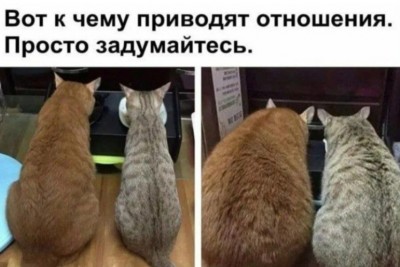 Два кота сидят рядом, смотрят в одну сторону в Испании