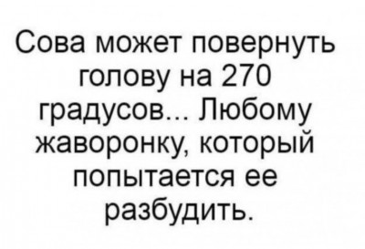 Текст о сове и жаворонке с юмором