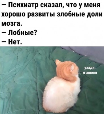 Кот сидит на зеленом покрывале, повернувшись спиной