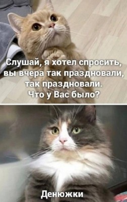 Кот спрашивает о празднике, другой отвечает о деньгах