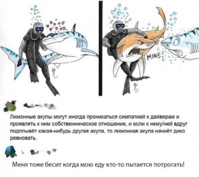 Дайвер с акулами и комикс о ревности акул