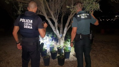 В Хесус-Побре, Испания, обнаружена плантация марихуаны — CostaSpain.net В Хесус-Побре, Испания, обнаружена плантация марихуаны