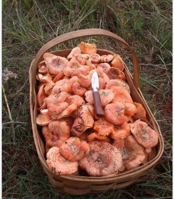 Rovellons. Рыжики