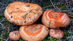 Rovellons. Рыжики
