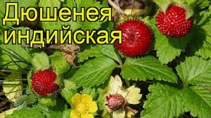 Ягоды дюшеней индийской на зелёных листьях
