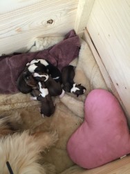 Щенки спят в уютном месте с мягким покрывалом