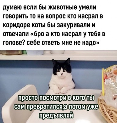 Кот сидит на столе с серьезным выражением лица