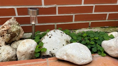 сорняки в Испании — CostaSpain.net сорняки в Испании