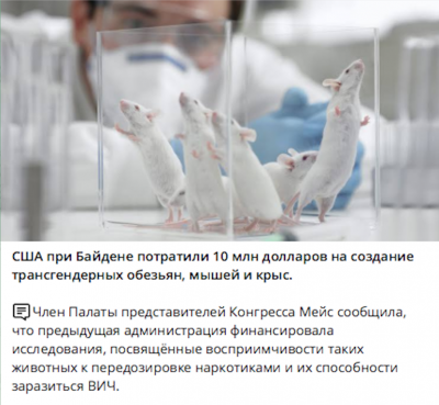 Группа белых мышей в лабораторной среде