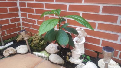 растет авокадо из косточки — CostaSpain.net растет авокадо из косточки