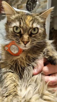 коша