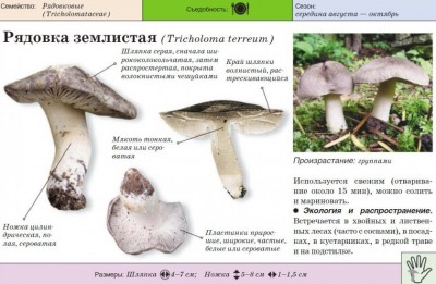 Рядовка землистая с описанием и характеристиками гриба — CostaSpain.net Рядовка землистая с описанием и характеристиками гриба