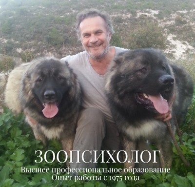 Человек с двумя собаками на природе, улыбается в Испании