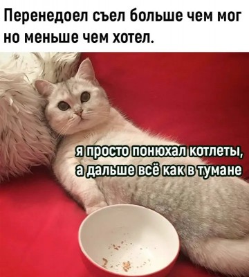 Кот лежит на диване рядом с пустой миской в Испании