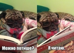 Собака в очках читает книгу, укутана в шарф