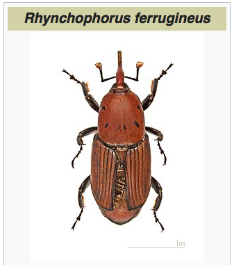 Жук Rhynchophorus ferrugineus с коричневым телом и усиками — CostaSpain.net Жук Rhynchophorus ferrugineus с коричневым телом и усиками