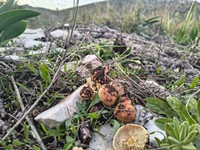 грибное место, Испания