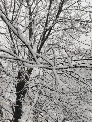 фото заснеженное дерево зимой