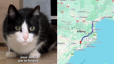 фото потерявшегося в Испании кота