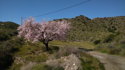 Цветущее дерево на фоне холмов и синего неба