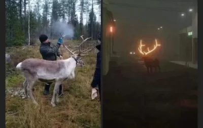 оленям красят рога...