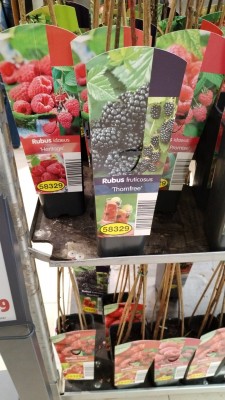 Малина , ежевика.