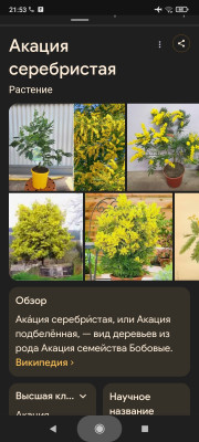 Mimosa(Acacia dealbata)