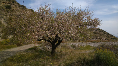 Цветущее дерево на фоне холмов и неба. — CostaSpain.net Цветущее дерево на фоне холмов и неба.