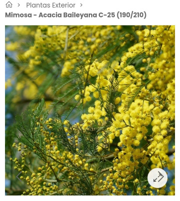 Это та которую продают на 8 марта. Mimosa(Acacia dealbata) — CostaSpain.net Это та которую продают на 8 марта. Mimosa(Acacia dealbata)