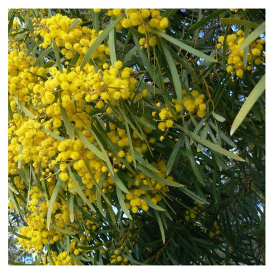 Это твоя. Acacia cyanophylla Lindl. — CostaSpain.net Это твоя. Acacia cyanophylla Lindl.