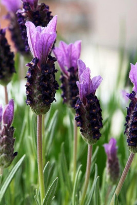 (Lavandula stoechas). — CostaSpain.net (Lavandula stoechas).