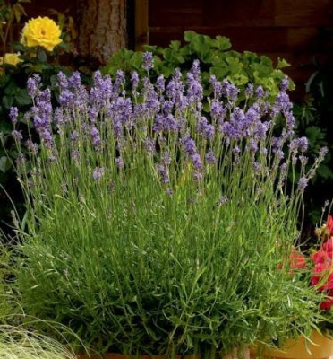 (Lavandula angustifolia/officinalis) — CostaSpain.net (Lavandula angustifolia/officinalis)