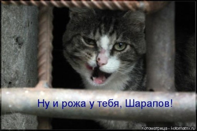 Кот, выглядывающий из-за решетки, с текстом «Ну и рожа у тебя, Шарапов!».