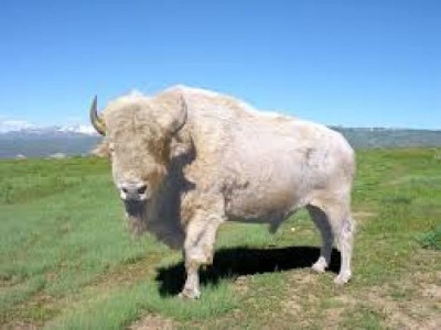 Белый буйвол в США (white buffalo in the USA)