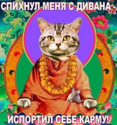 Кот в монашеской одежде с цветами и мышью