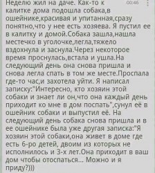 Собака пришла к даче, легла спать и осталась