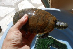 Водяные черепахи бесплатно. Испания. — CostaSpain.net Водяные черепахи бесплатно. Испания.
