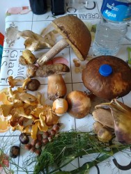 Собранные грибы и орехи на столе