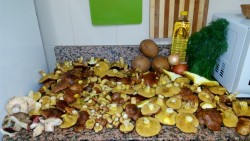 Большая куча грибов на кухонном столе