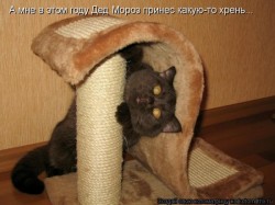 Кот прячется в домике для животных, смотрит вверх — CostaSpain.net Кот прячется в домике для животных, смотрит вверх