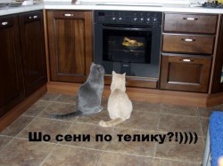 Два кота смотрят в духовку на еду — CostaSpain.net Два кота смотрят в духовку на еду